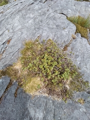 Veronica albicans