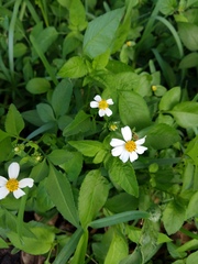 Bidens alba