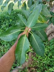 Ficus aurea