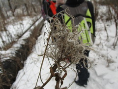 Chamaenerion angustifolium