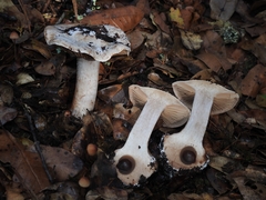 Cortinarius regalis