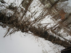 Chamaenerion angustifolium