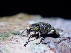 Habrissus fasciatus
