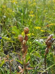 Oxytropis grandiflora