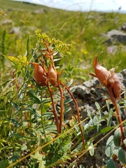 Oxytropis grandiflora