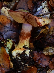 Cortinarius adonis