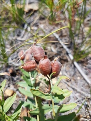 Oxytropis grandiflora