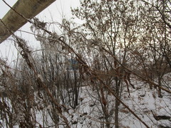 Chamaenerion angustifolium