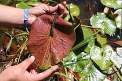 Nymphaea novogranatensis