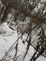 Chamaenerion angustifolium