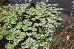 Nymphaea novogranatensis