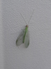 Chrysopa oculata