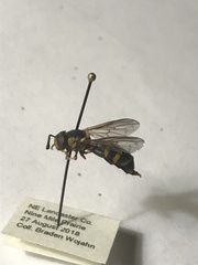 Mixogaster breviventris