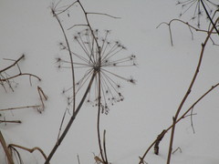 Apiaceae