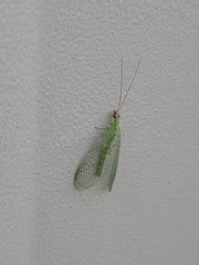 Chrysopa oculata