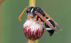 Hypodynerus labiatus