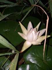 Nymphaea novogranatensis