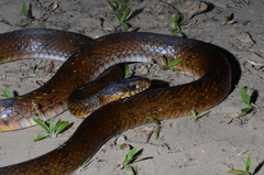 Palusophis bifossatus