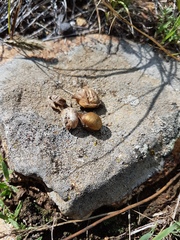 Oxytropis leptophylla
