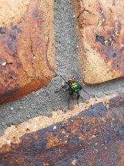 Calliphoridae