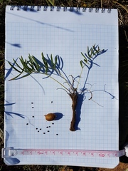 Oxytropis leptophylla