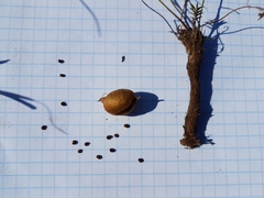 Oxytropis leptophylla