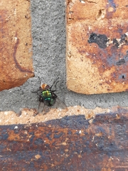 Calliphoridae