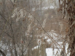 Chamaenerion angustifolium