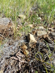 Oxytropis leptophylla