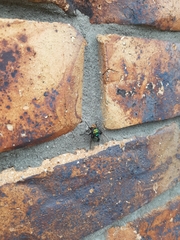 Calliphoridae