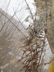 Chamaenerion angustifolium