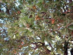 Quercus ithaburensis macrolepis