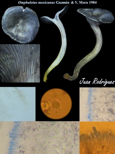 Mexican Blue Jack o' Lantern