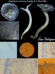 Omphalotus mexicanus