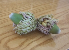 Quercus ithaburensis macrolepis