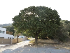 Quercus ithaburensis macrolepis