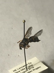 Mixogaster breviventris