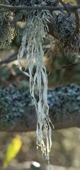 Ramalina subleptocarpha