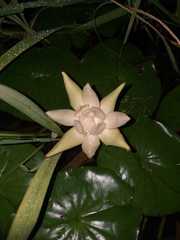 Nymphaea novogranatensis