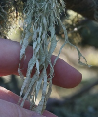 Ramalina subleptocarpha