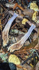 Cortinarius cisqhale