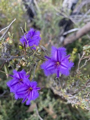 Thysanotus racemoides
