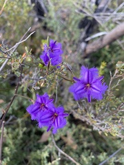 Thysanotus racemoides
