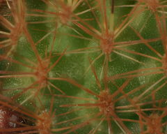 Aylostera kupperiana