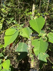 Homalanthus populifolius