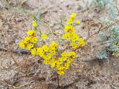 Limonium aureum