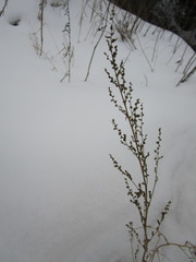 Artemisia vulgaris