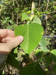 Homalanthus populifolius