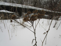 Achillea millefolium