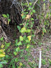 Tetragonia implexicoma